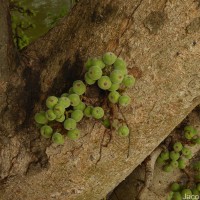 Ficus racemosa L.